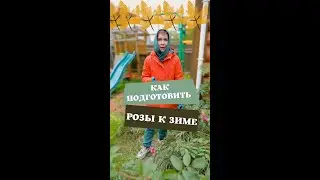 Как подготовить розы к зиме