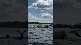 Баклан