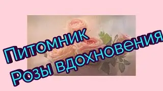 Розы из питомника 