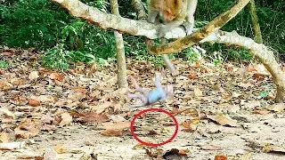 So pity baby monkey monika fall from.......Mom sorry.