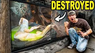 I Cleaned The World's Angriest Lizard's Cage!