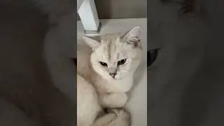 Почему кошки не любят когда их трогают за хвост? 