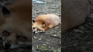 Алиса - лиса. После того как покусала. Часть 10