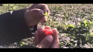 Малина сорт Маросейка F5aSFKNKFuk  zl7D7L4fhU