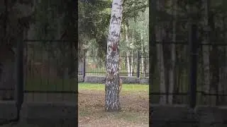 Белки играют в догонялки😄