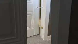 Можно коту с тобой? 