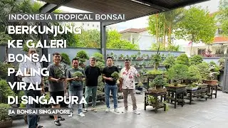 Berkunjung ke Galeri bonsai JIA BONSAI SINGAPORE