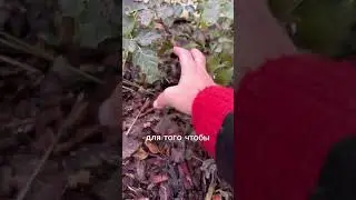 Как укрыть розы, и не замерзнуть? Забирайте лайфхак! 