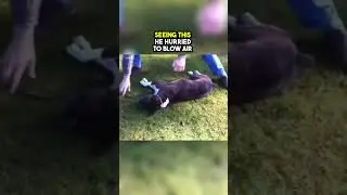This pitbulls heart stopped beating then this rescuer came😢❤️