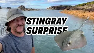 Stingray Surprise