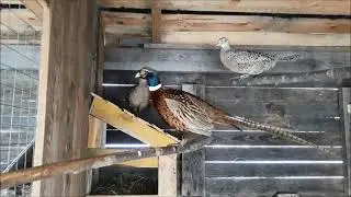 Охотничий фазан.