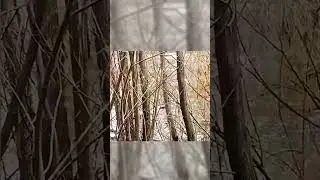 жизнь бобра 8 часть (засняли бобра!)