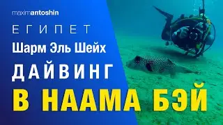 Diving in Naama Bay. Sharm El Sheikh. Egipt