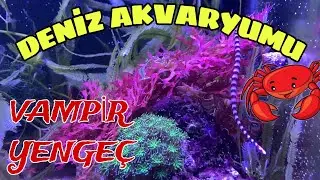 Vampir Yengeç & Doğal Deniz Akvaryumu