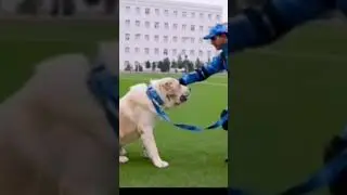 Выставка алабаев в Туркменистане