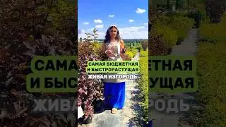 ДАРИМ ГАЙД ПО УХОДУ ЗА ТУЯМИ НА 10 ЛИСТАХ 👉 в описании канала #сад #дача #садовыйцентр э #длядачи