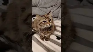 Всем девушкам... 