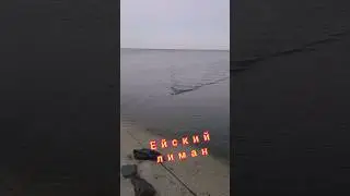 Ловля пеленгаса в Ейском лимане.