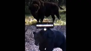 Европейский бизон vs Уссурийский бурый медведь #животные #versus