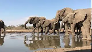 Shelley Dark Travel Mashatu elephants