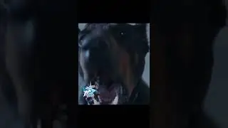 Пес перестал чуять запахи 😞 