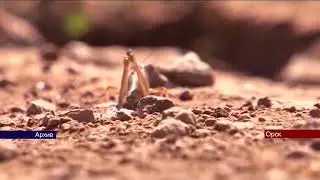 26062024 В трех районах Оренбургской области ввели режим повышенной готовности из за нашествия саран
