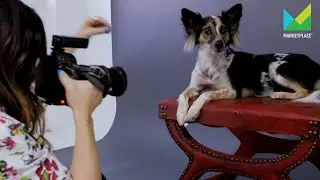 A Day in the Life of a Dog Photographer