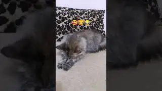 #cat
