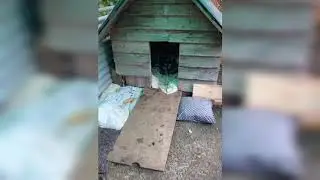 Смешные собаки 002. Funny dogs 002