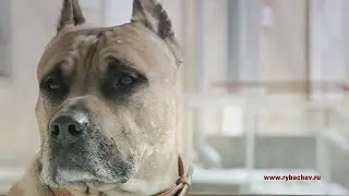 Музыкальный клип с участием Дика - 
