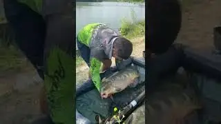 Поймал зеркального карпа #shorts #рыбалка #fishing #carpfishing #карп