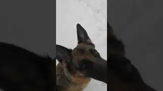 Вперед, Берта!