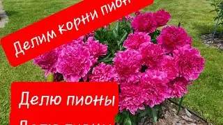 08.09.2024. Делю пионы, ранне цветущий и среднего срока цветения.Подмосковье.