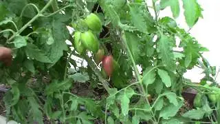 Томат Конфеты сладкие сосульки (Королевский сад Ильи Королева)