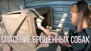 Собака брошена наркоманом. Новый приют для животных