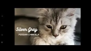 Persian Chinchilla Kitten