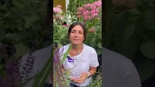 ДАРИМ ГАЙД ПО УХОДУ ДА ТУЧМИ НА ГОД👉в описании канала #сад #садоводство #садовыйцентр #дача#длясада