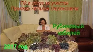 Рубиновый юбилей- ранне-средний виноград (Пузенко Наталья Лариасовна)
