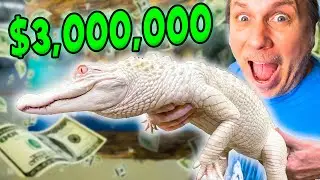Is This Albino Alligator Worth $3,000,000?