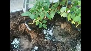 Томаты посадка  Что положить в лунку при посадке