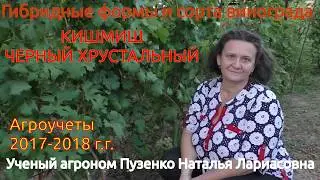 Виноград 