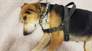 Бони, которая не понимает по-русски