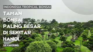 Taman Bonsai terbesar di Vietnam isi nya ribuan bonsai..