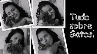 Comportamento dos gatos