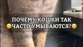 ПОЧЕМУ КОШКИ ПОСТОЯННО УМЫВАЮТСЯ?
