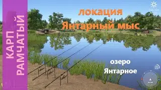 Русская рыбалка 4 - озеро Янтарное - Карп рамчатый с песчаного берега