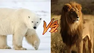Белый медведь против Африканского льва!!!