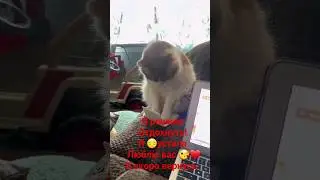 #котики