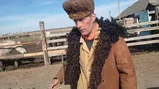 Иваныч кормит лошадей