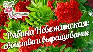 Рябина Невежинская: полезные свойства рябины и условия выращивания 